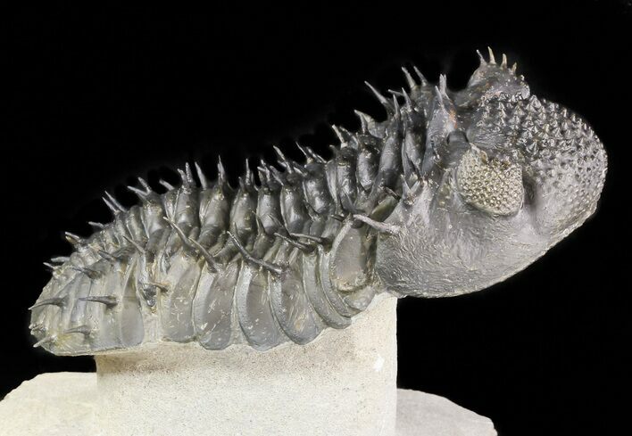 Spiny Drotops Armatus Trilobite - #47072